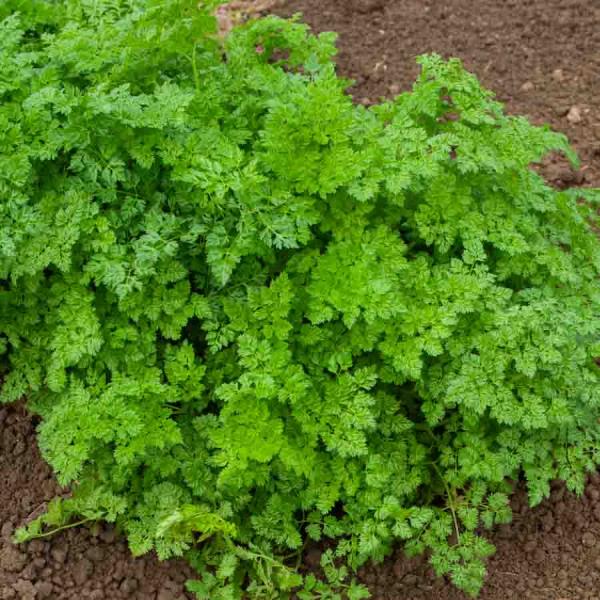 Aromatiques - Cerfeuil Frisé - face recto